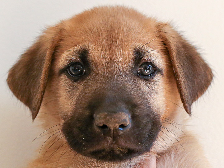 chinook puppy